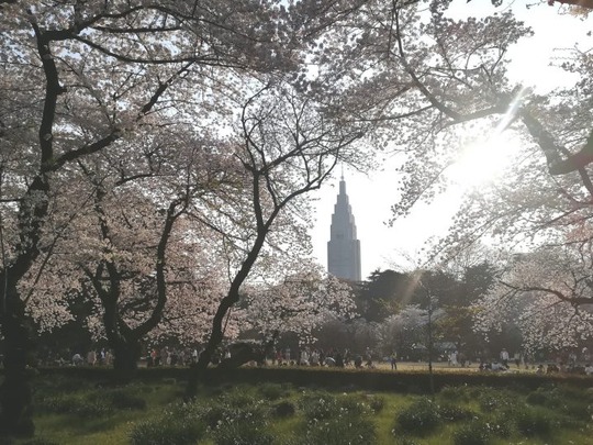 新宿御苑の桜6
