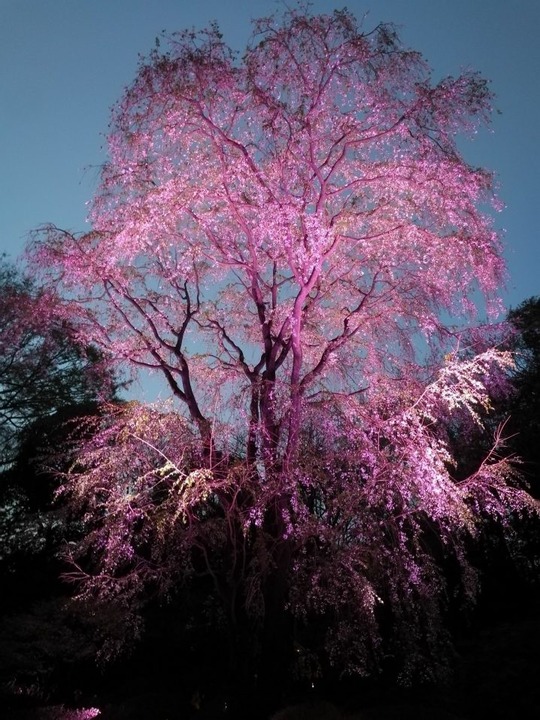六義園第二のしだれ桜2