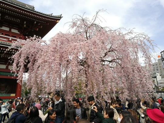 浅草寺前のしだれ桜2