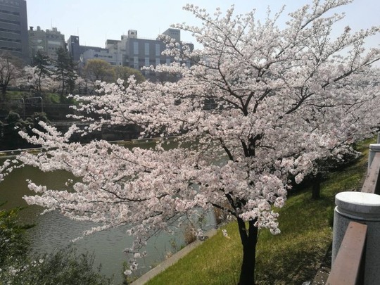 市ヶ谷駅~外堀の桜2