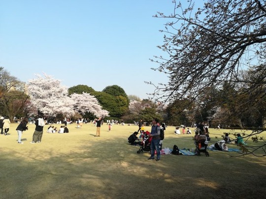 新宿御苑の桜3