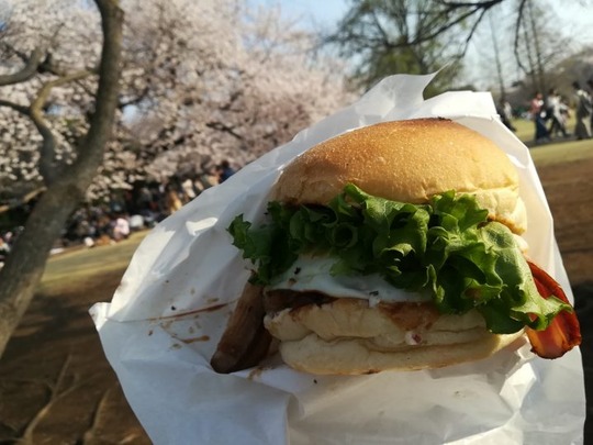 新宿御苑の桜4