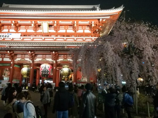 夜の浅草寺しだれ桜