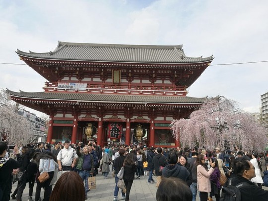 浅草寺前のしだれ桜