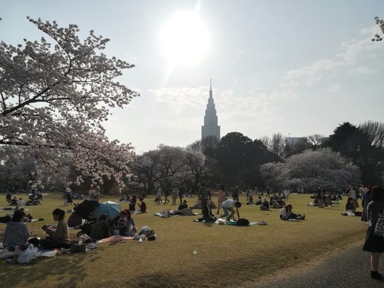 新宿御苑の桜5