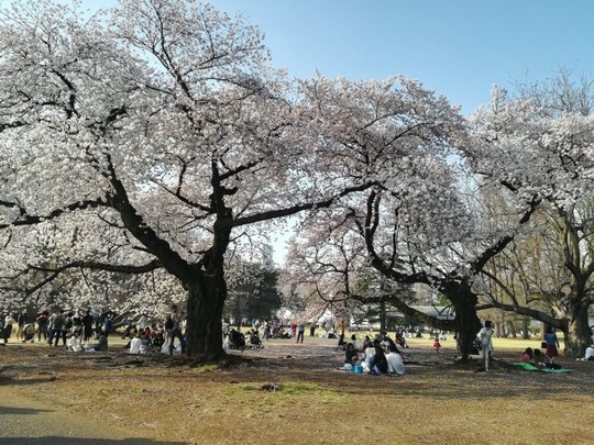 新宿御苑の桜2