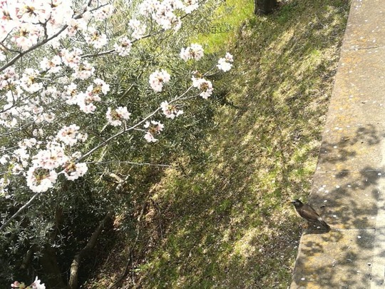 市ヶ谷駅~外堀の桜と鳥