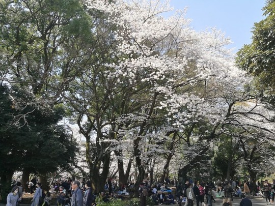 上野公園 花見の様子2