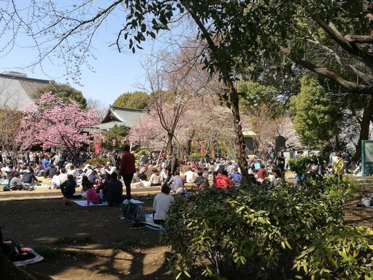 上野公園 花見の様子