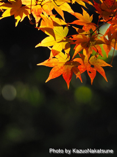 PB130322a_s