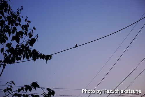 P1040499_s