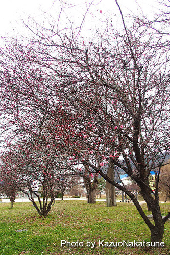 P1290075_s