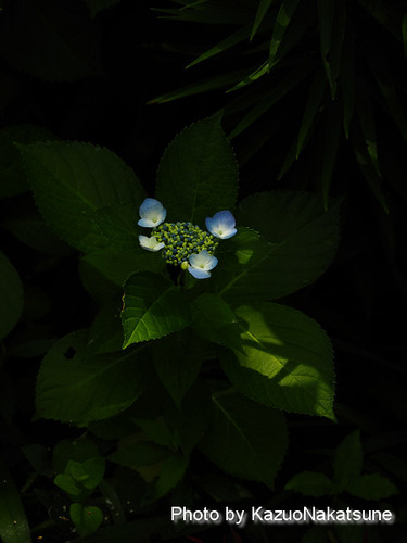 P6200020_s