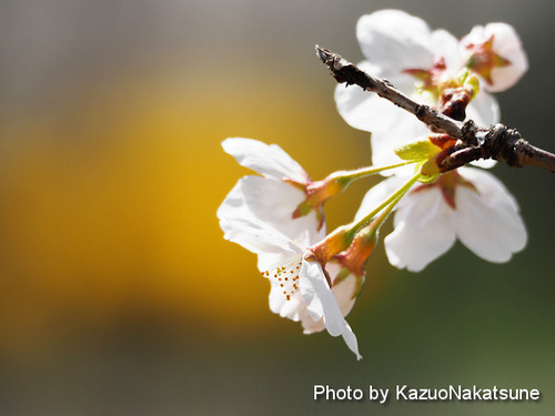 P3275544a_s