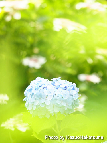 P6200017_s