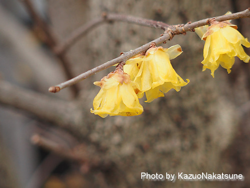 P2010099a_s