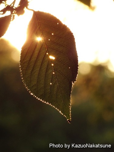 Dsc00635_s