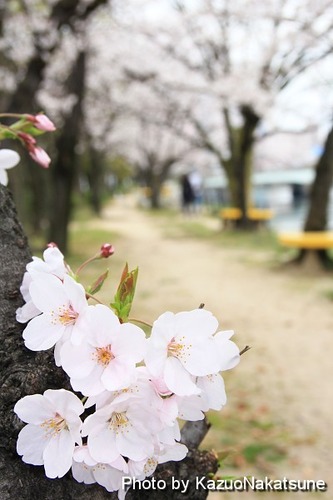 Img_8847_s