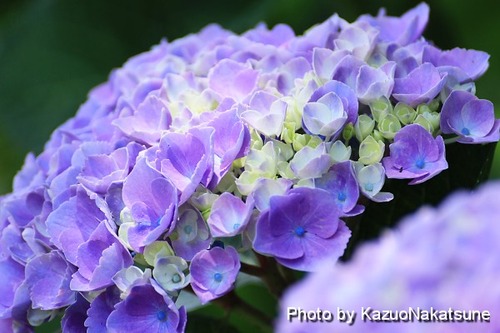 Img_0050_s