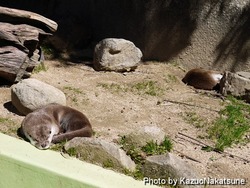 asa_zoo-226