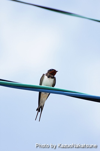 IMG_6885_s