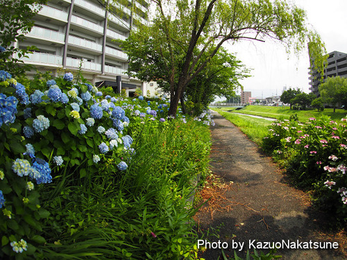 P6200055_s