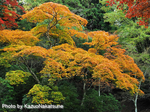 PB130285a_s