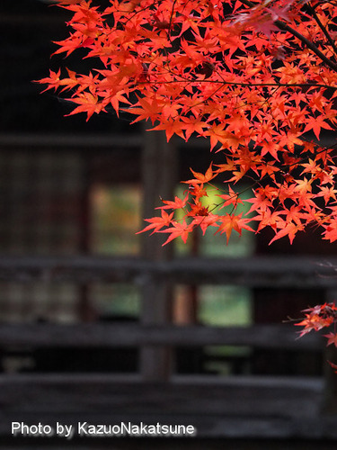 PB110166a_s