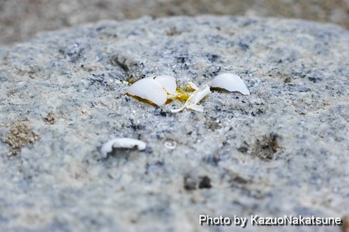 P1040507_s