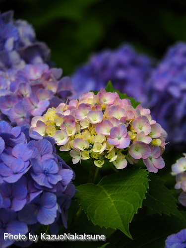 P6200033_s