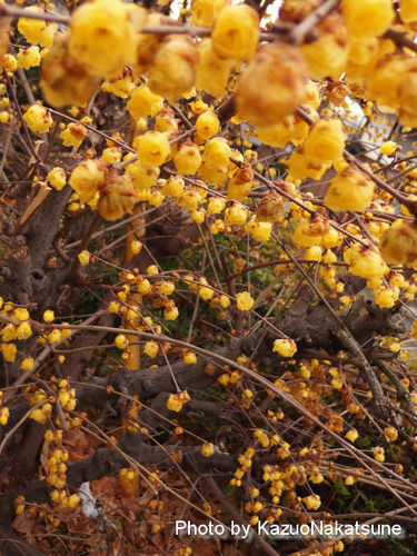 P2010108a_s