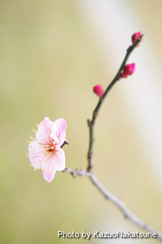 P1290012_s