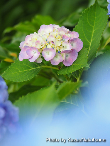 P6200038_s