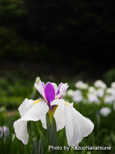 P6070063_s