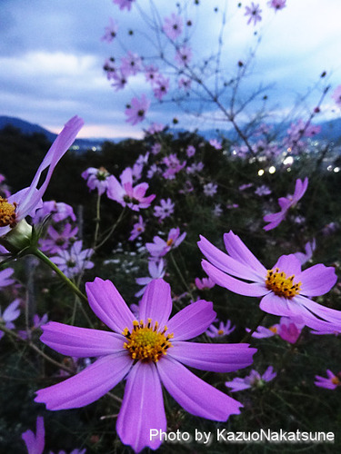 DSC01102_s