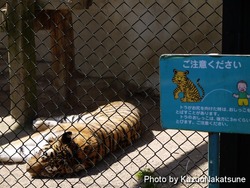 asa_zoo-229