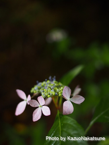P6070156_s