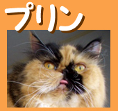 �ץ��Ǥ���