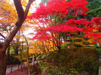 長岡京_光明寺 (10)