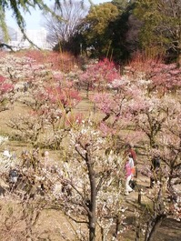 大阪城梅園 (5)
