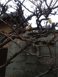 八坂庚申堂の梅3