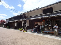 醒ケ井の梅花藻 (9)