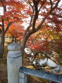 奈良公園 (1)