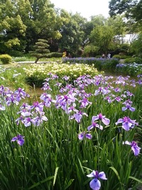 城北菖蒲園