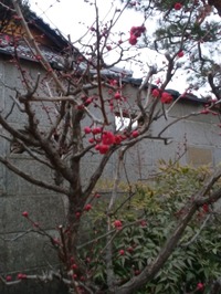 八坂庚申堂の梅2