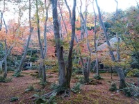 祇王寺_2018_11 (9)