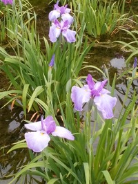 城北菖蒲園