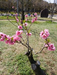 大阪城桃園