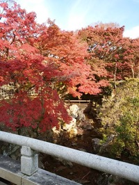 奈良公園 (3)