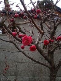八坂庚申堂の梅